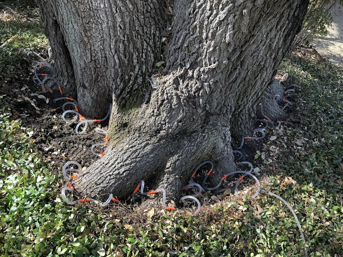 Detailed Tree Cabling and Bracing job site in Amador City