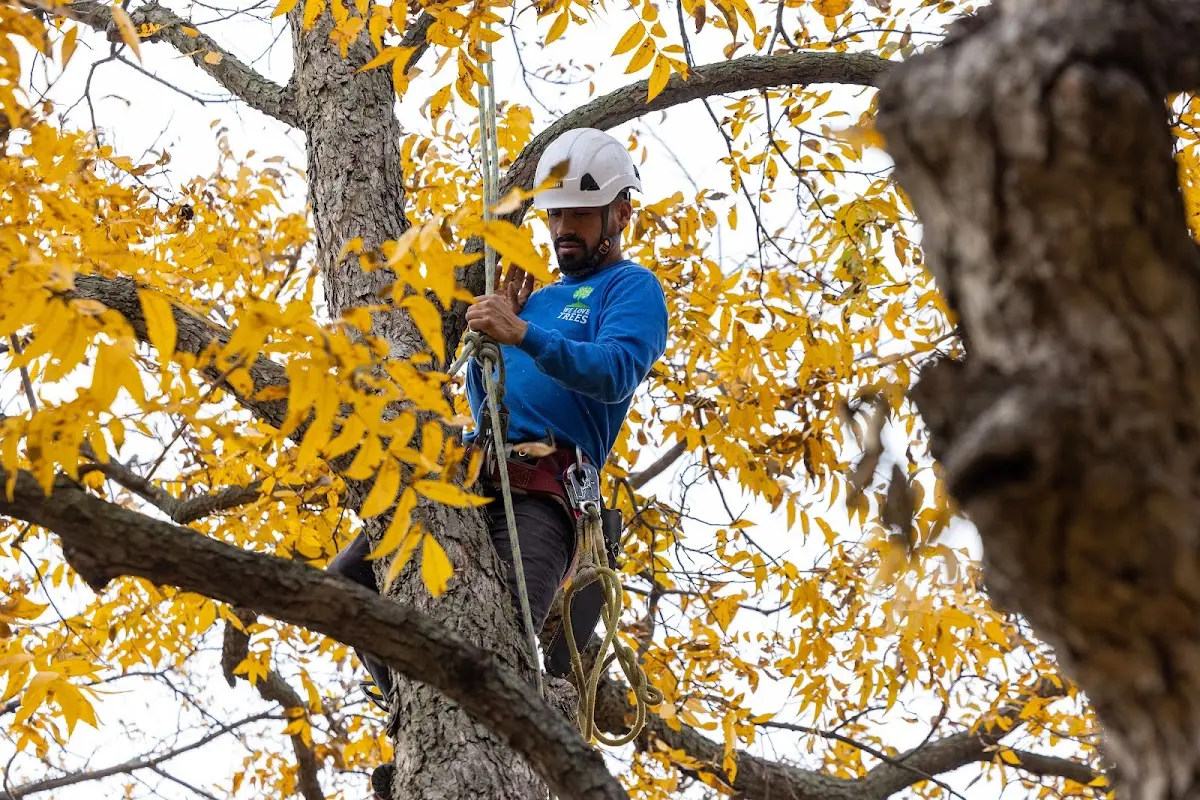 Skilled Tree Planing crew working in Amador City