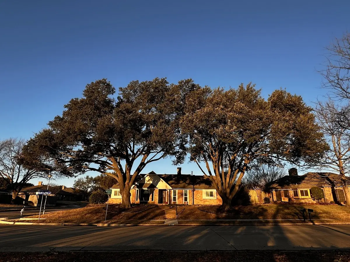 Established residential canopy tree shading a home in Amador City